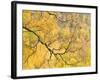 Autumn Wood, Cairngorms National Park, Highlands, Scotland, UK-Nadia Isakova-Framed Photographic Print