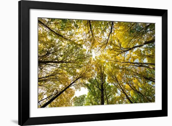 Autumn Wood-Nathan Secker-Framed Giclee Print