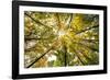 Autumn Wood-Nathan Secker-Framed Giclee Print