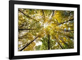 Autumn Wood-Nathan Secker-Framed Giclee Print