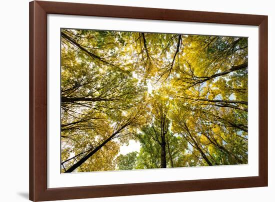 Autumn Wood-Nathan Secker-Framed Giclee Print