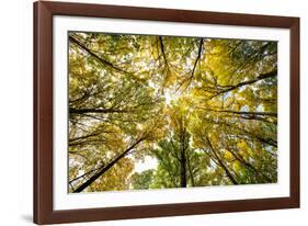 Autumn Wood-Nathan Secker-Framed Giclee Print