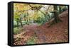 Autumn Woodland at Macintosh Park in Knaresboroug-Mark Sunderland-Framed Stretched Canvas