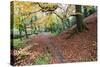 Autumn Woodland at Macintosh Park in Knaresboroug-Mark Sunderland-Stretched Canvas