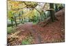 Autumn Woodland at Macintosh Park in Knaresboroug-Mark Sunderland-Mounted Photographic Print