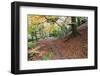 Autumn Woodland at Macintosh Park in Knaresboroug-Mark Sunderland-Framed Photographic Print