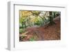 Autumn Woodland at Macintosh Park in Knaresboroug-Mark Sunderland-Framed Photographic Print