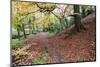 Autumn Woodland at Macintosh Park in Knaresboroug-Mark Sunderland-Mounted Photographic Print