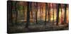 Autumn Woodland Sunrise-null-Stretched Canvas
