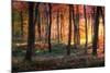 Autumn Woodland Sunrise-Photokes-Mounted Photographic Print