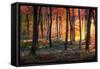 Autumn Woodland Sunrise-Photokes-Framed Stretched Canvas