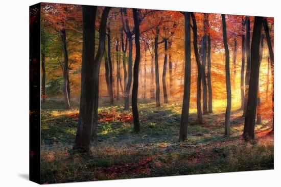 Autumn Woodland Sunrise-Photokes-Stretched Canvas
