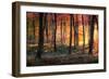 Autumn Woodland Sunrise-Photokes-Framed Photographic Print