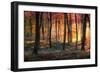 Autumn Woodland Sunrise-Photokes-Framed Photographic Print