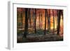 Autumn Woodland Sunrise-Photokes-Framed Photographic Print