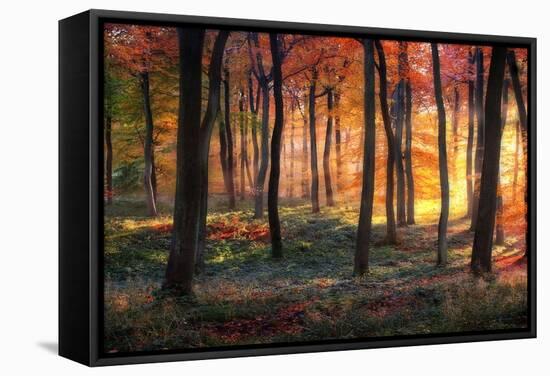 Autumn Woodland Sunrise-Photokes-Framed Stretched Canvas