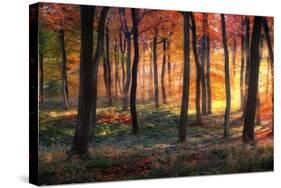 Autumn Woodland Sunrise-Photokes-Stretched Canvas