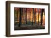 Autumn Woodland Sunrise-Photokes-Framed Photographic Print