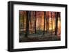 Autumn Woodland Sunrise-Photokes-Framed Photographic Print