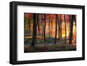 Autumn Woodland Sunrise-Photokes-Framed Photographic Print