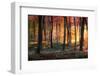 Autumn Woodland Sunrise-Photokes-Framed Photographic Print