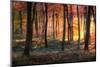 Autumn Woodland Sunrise-Photokes-Mounted Photographic Print