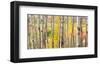 Autumn Woods, Acadia-Michael Hudson-Framed Art Print