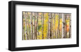 Autumn Woods, Acadia-Michael Hudson-Framed Art Print