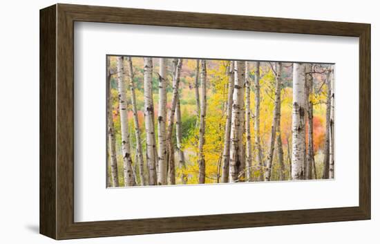 Autumn Woods, Acadia-Michael Hudson-Framed Art Print