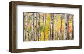 Autumn Woods, Acadia-Michael Hudson-Framed Art Print