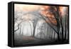 Autumn Woods-PhotoINC-Framed Stretched Canvas