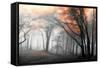 Autumn Woods-PhotoINC-Framed Stretched Canvas