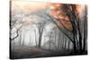 Autumn Woods-PhotoINC-Stretched Canvas