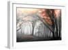 Autumn Woods-PhotoINC-Framed Premium Photographic Print