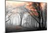 Autumn Woods-PhotoINC-Mounted Premium Photographic Print