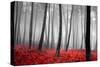 Autumn Woods-PhotoINC-Stretched Canvas