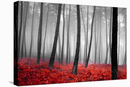 Autumn Woods-PhotoINC-Stretched Canvas