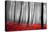 Autumn Woods-PhotoINC-Stretched Canvas