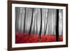 Autumn Woods-PhotoINC-Framed Premium Photographic Print