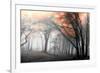 Autumn Woods-PhotoINC-Framed Photographic Print