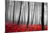 Autumn Woods-PhotoINC-Mounted Photographic Print