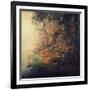 Autumn Woods-Philippe Sainte-Laudy-Framed Photographic Print