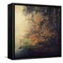 Autumn Woods-Philippe Sainte-Laudy-Framed Stretched Canvas