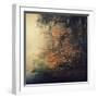 Autumn Woods-Philippe Sainte-Laudy-Framed Photographic Print