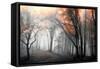 Autumn Woods-PhotoINC Studio-Framed Stretched Canvas