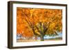 Autumn Yellow Tree and Gunks-Robert Goldwitz-Framed Photographic Print