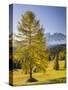 Autumnal Alp in Front of the Mountain Latemar, Kšlbleggiesen, Near Niger Pass, Larch, South Tyrol-Rainer Mirau-Stretched Canvas