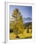 Autumnal Alp in Front of the Mountain Latemar, Kšlbleggiesen, Near Niger Pass, Larch, South Tyrol-Rainer Mirau-Framed Photographic Print