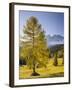 Autumnal Alp in Front of the Mountain Latemar, Kšlbleggiesen, Near Niger Pass, Larch, South Tyrol-Rainer Mirau-Framed Photographic Print