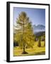 Autumnal Alp in Front of the Mountain Latemar, Kšlbleggiesen, Near Niger Pass, Larch, South Tyrol-Rainer Mirau-Framed Photographic Print